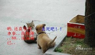 红袖添香_2007126104990466