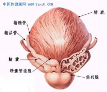 色影无寄_200612218253292859