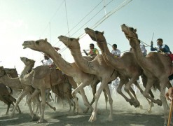风景如画_20061127843168641