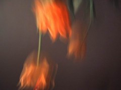 云边探竹_2007229405529467