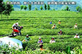 皎如秋月_20071515383899451
