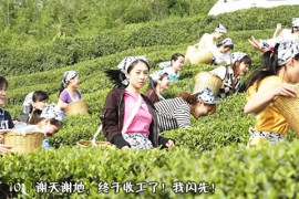 皎如秋月_20071515385554252