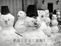 九秋之菊_20071271815266900