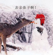 九秋之菊_20071271816812711