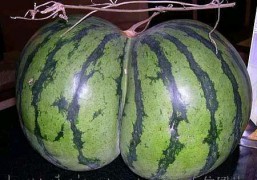 容华若李_20074411294445434