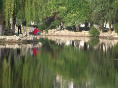人淡如菊_200742411295130119