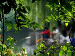 人淡如菊_200742411302462136