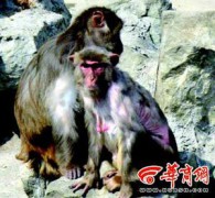 明眸皓齿_200732116403088630